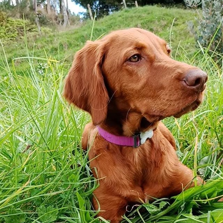 Our dog Roz, an auburn visler
